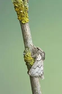 Pale Eggar Trichiura crataegi Essex, UK IN000436