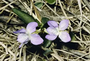 Pale Heath Violet JLM 10945 Viola lactea © John Mason / ARDEA LONDON