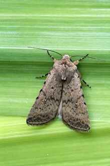 The Pale Mottled Willow Moth