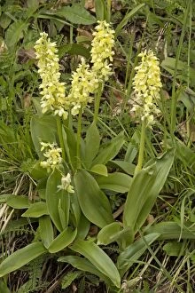 Images Dated 3rd May 2014: Pale Orchid in flower in early spring Pyrenees, France