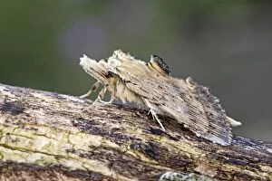 Images Dated 11th August 2013: Pale Prominent Moth