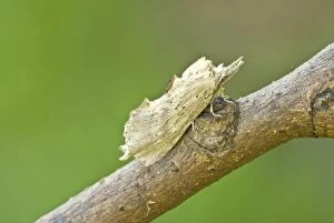 Images Dated 26th June 2008: Pale Prominent Moth