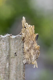Pale Prominent Moth - Cornwall - UK