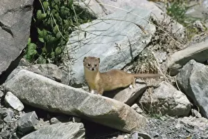 Weasels Prints: Pale Weasel Ladakh, India