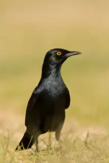Pale Winged Prints: Pale Winged Starling On the ground. Namib Desert, Namibia, Africa