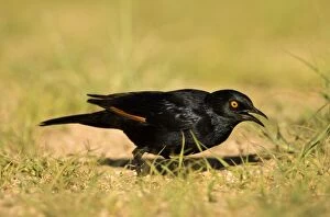 Pale Winged Starling - Searching for food in the grass near the Spitzkoppe Mountain