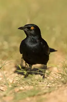 Pale Winged Prints: Pale Winged Starling Searching for food in the grass near the Spitzkoppe Mountain