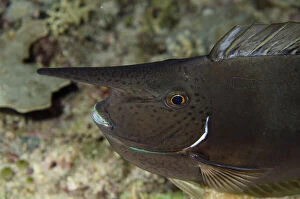 Images Dated 24th July 2019: Palefin Unicornfish - Dark form with horn - Yilliet Kecil dive site, night dive, Yilliet Island