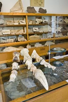 Paleontologist / Palaeontologist Eric DepreaA┬áA┬¼ittle museum