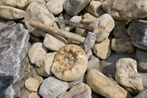 Paleontology / Palaeontology - fossil in stone on sea shore