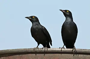 Palewinged starlings - pair on edge of water tank - Namibia