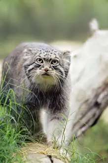 Pallass Prints: Pallas Cat Central Asia & Tibet, high altitude species