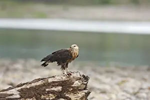 Pallas Fishing Eagle with fish, Corbett National Park, India