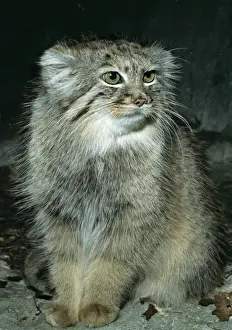 Pallas's Cat KEL 1058 Distribution: Caspian Sea to Central Asia Felis munui © Ken Lucas / ARDEA LONDON