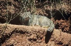 Images Dated 31st July 2007: Pallas's Cat - also known as: Manul Previously known as: Felis manul