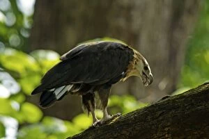 Pallass Fish Eagle with fish prey