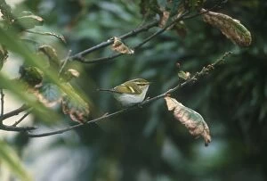 Pallass / Pallas s Leaf Warbler - October
