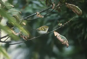 Warblers Prints: Pallas's Warbler - October Isles of Scilly
