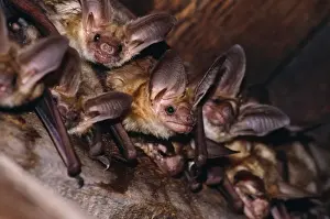 Roof Prints: Pallid Bat