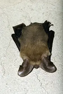 Pallid Bat