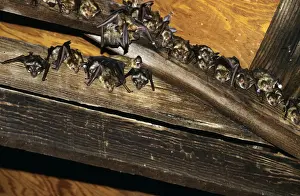 Pallid Bat