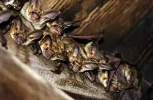 Pallid Bat