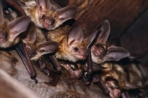 Pallid BATS - roosting in roof space