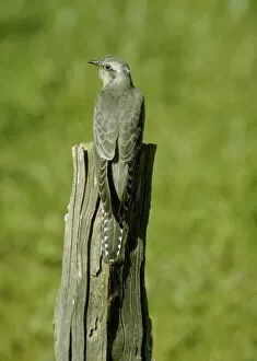 Pallid Cuckoo