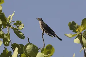 Cuckoos Prints: Pallid Cuckoo At Barnett River Gorge, Gibb River Road, Kimberley, Western Australia