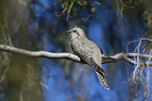 Cuckoos Prints: Pallid Cuckoo - Olive Pink Botanic Gardens - Alice Springs - Northern Territory - Australia