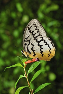 Images Dated 1st December 2008: Pallid Faun - Cameron Highlands - West Malaysia