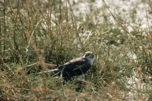 Pallid Harrier