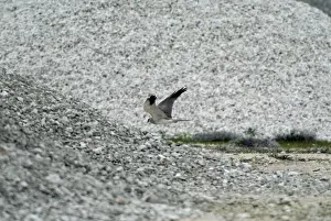 Cyprus Prints: Pallid Harrier - Adult male in flight March, Cyprus