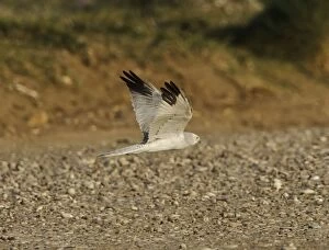 Images Dated 31st March 2011: Pallid Harrier - male in flight - Southern Cyprus - April