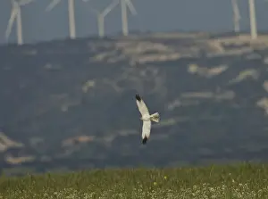 Harrier Prints: Pallid Harrier - male in flight - Southern Cyprus - April