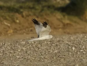 Pallid Harrier - male in flight - Southern Cyprus - April