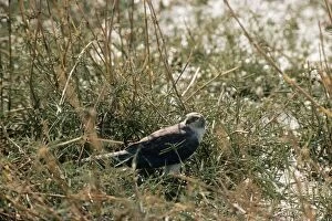 PALLID HARRIER - perched