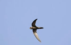 Images Dated 3rd September 2006: Pallid Swift - In flight. September. Southern Spain