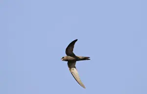 Swift Prints: Pallid Swift - In flight. September. Southern Spain