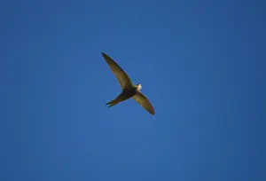 Swift Prints: Pallid Swift. Ronda Spain June