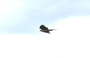 Pallid Swifts - in flight, in the Great Caucasus