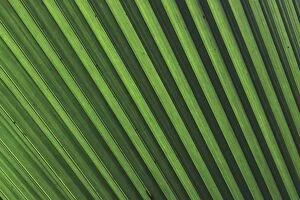 Images Dated 12th November 2010: Palm frond