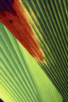 Palm frond - Valle de Mai National Park - Praslin - Seychelles
