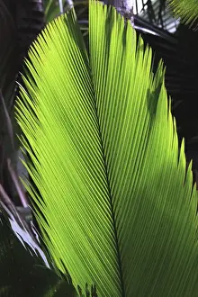 Frond Prints: Palm frond - Valle de Mai National Park - Praslin - Seychelles