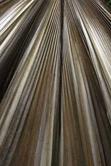 Palm frond - Valle de Mai National Park - Praslin - Seychelles