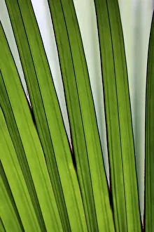 Frond Prints: Palm frond - Valle de Mai National Park - Praslin - Seychelles