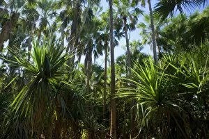 Images Dated 18th June 2008: Palm grove - dense forest of cabbage trees and Livistonia Palms sourrounding the thermal pools of