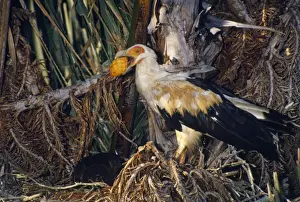 Vultures Prints: Palm-nut Vulture - female with fruit of Rafia Palm (Raphia australis)