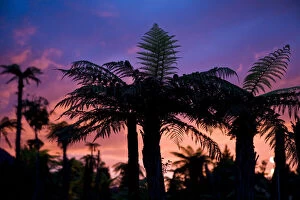 Shadow Gallery: Palm silhouettes against colorful sunset