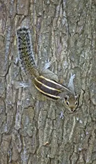 Palm Squirrel / Dusky Striped Squirrel; India and Sri Lanka